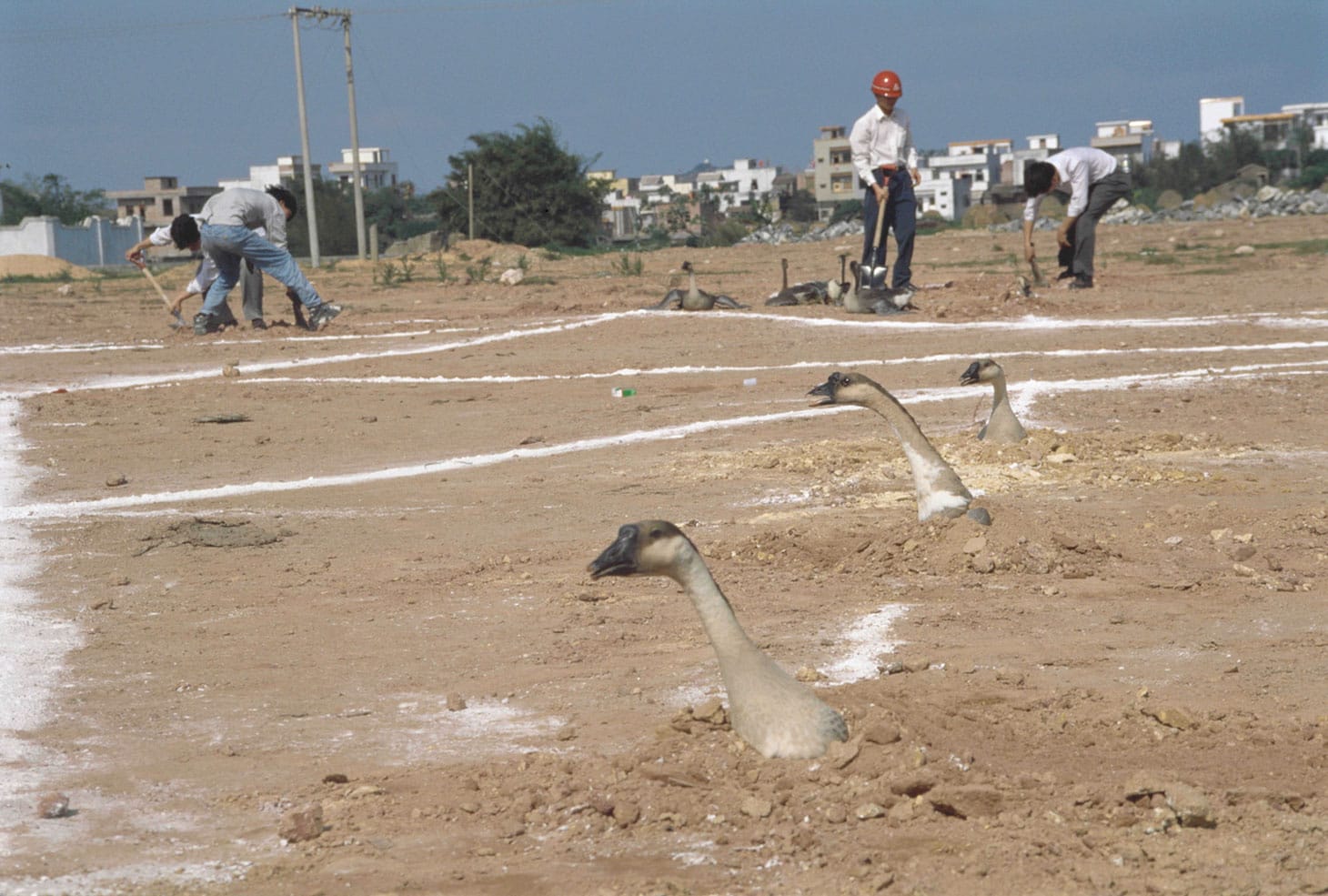 Zheng Guogu, "Planting Geese No. 3" (1994), C-print, 23 5/8 x 39 3/8 inches (image courtesy Eli Klein Gallery)