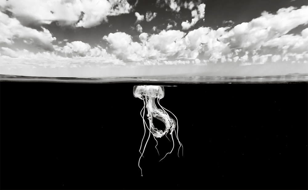 A Black-and-White World Beneath the Ocean