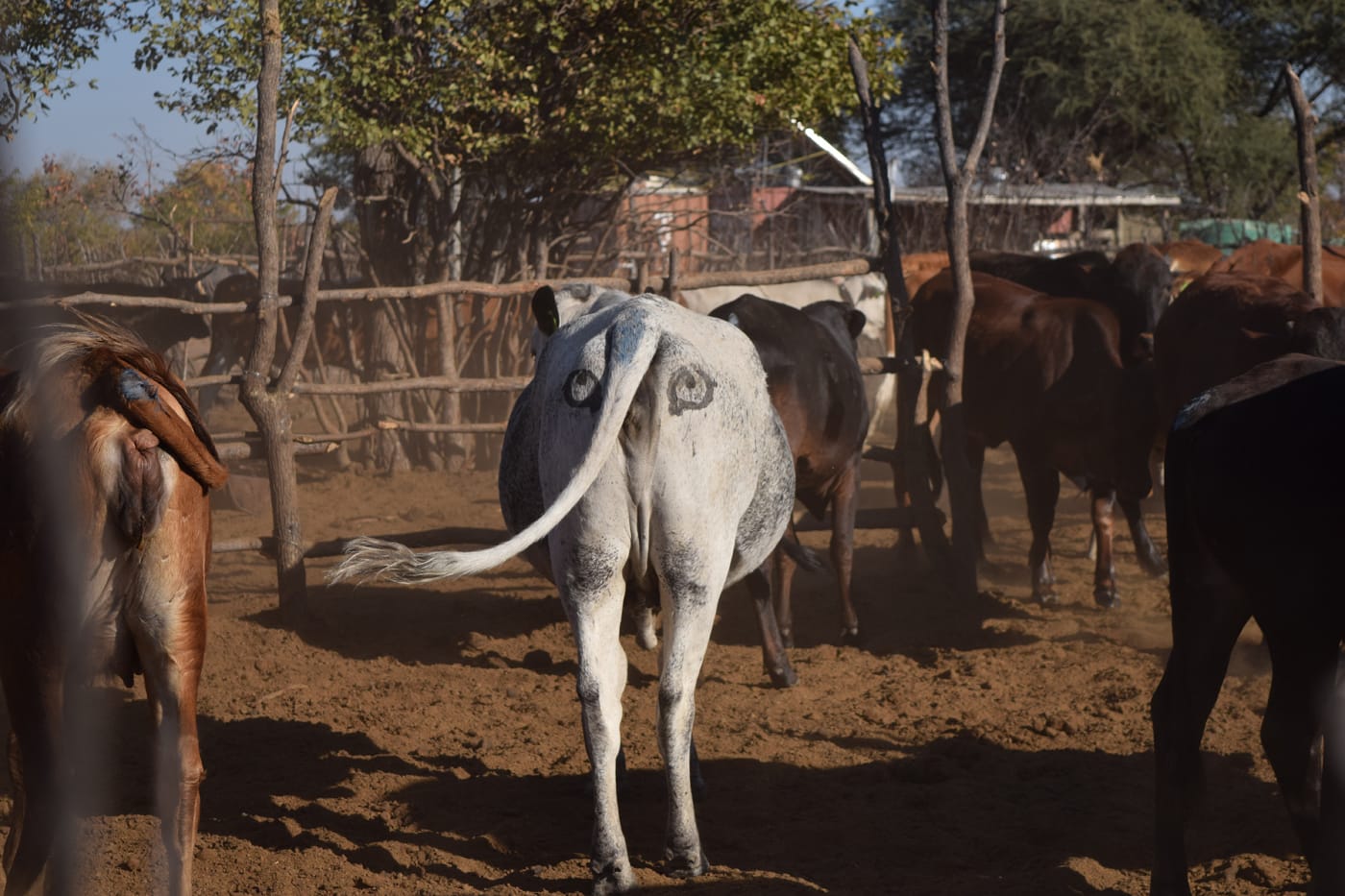 The Artistic Illusion Protecting Cattle in Botswana From Lion Attacks