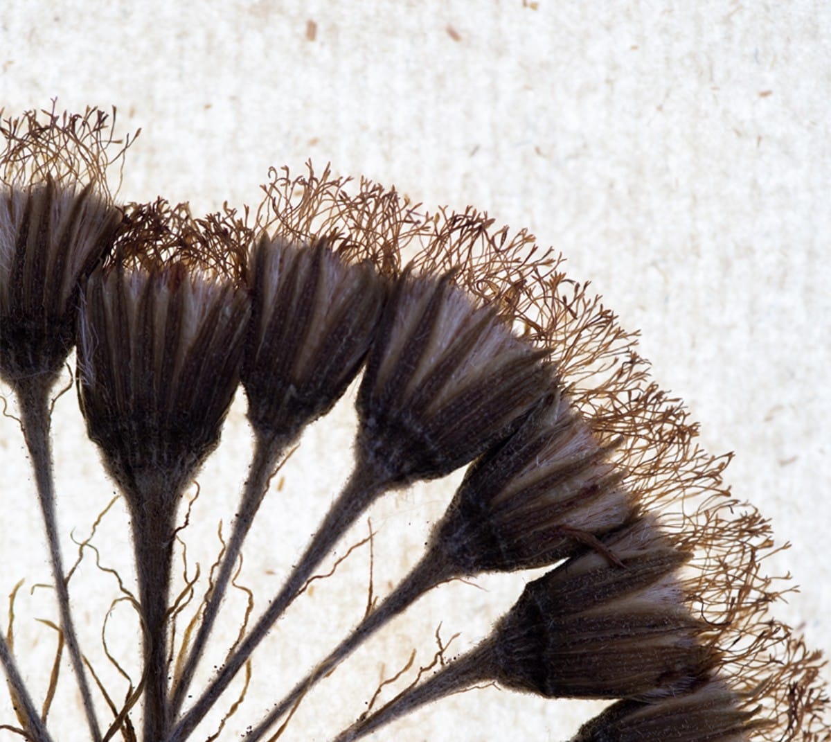 Why Do Herbariums Still Fascinate Us?