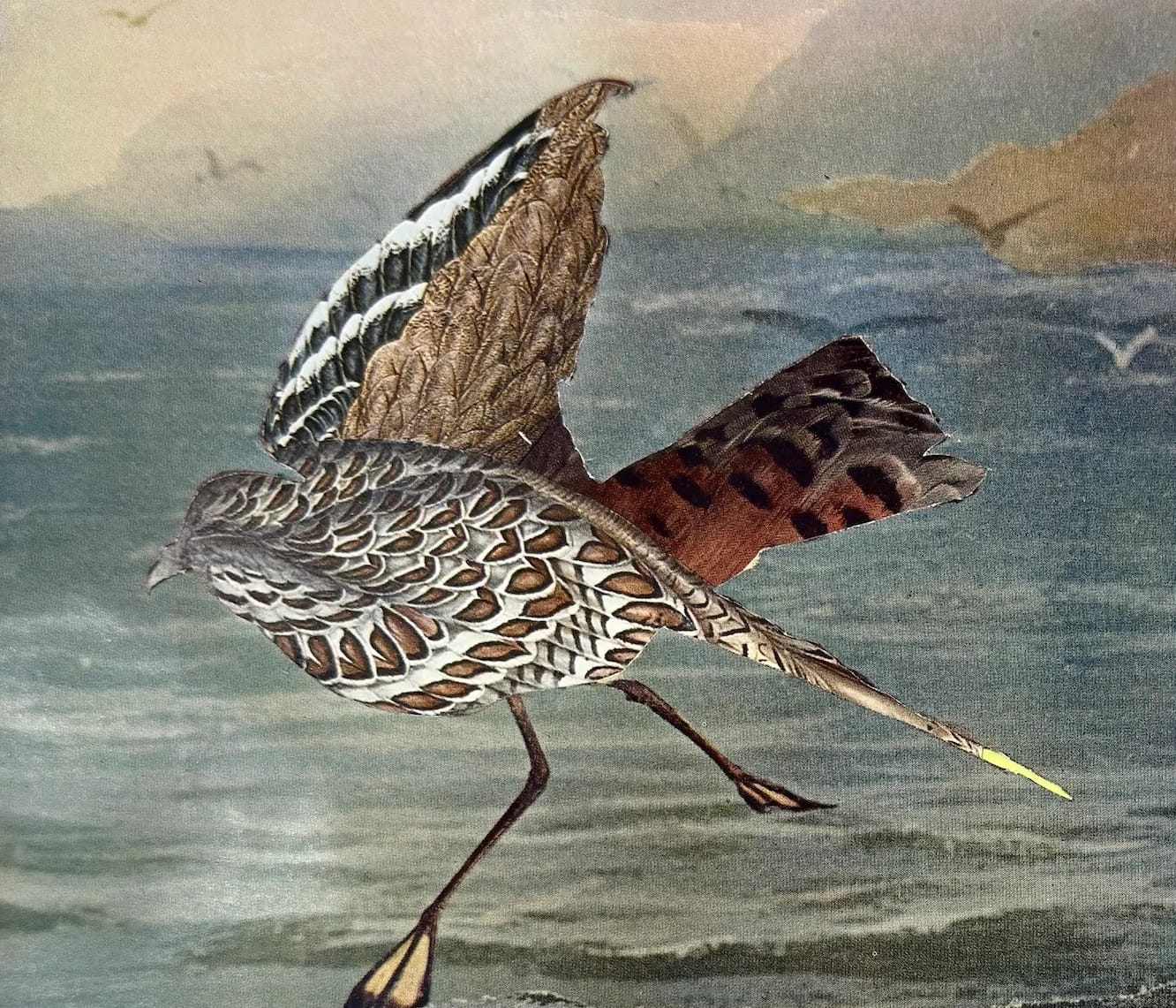 Two Artists Capture Australia’s Ecology in a Bird