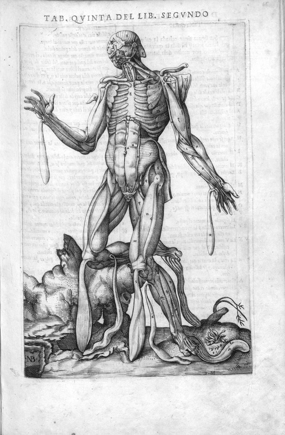 Inside the Life of the Father of Modern Anatomy(00)