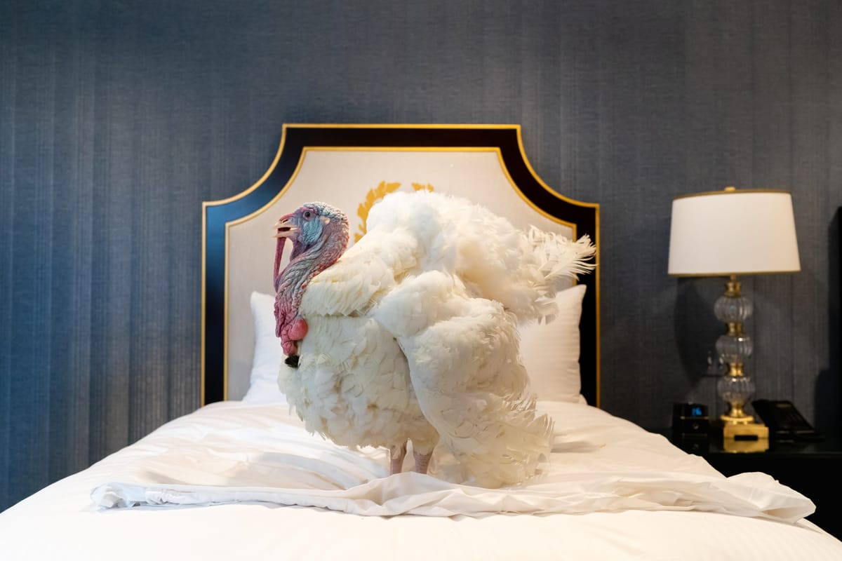 The Luxurious Lives of the Presidential Turkeys