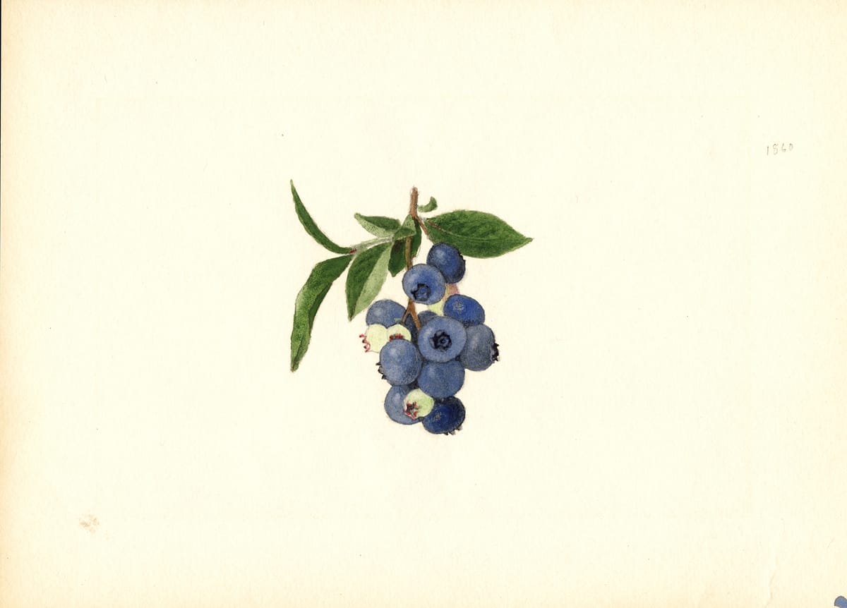 Before Photography, Watercolorists Documented the Luscious Variety of Fruits and Nuts