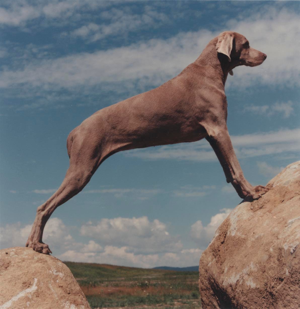 Maine College of Art’s Online Summer Art Sale Benefits Artists, Designers, and Students