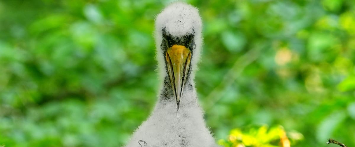 An Astonishingly Intimate Film Takes Us Deep Into the Woods