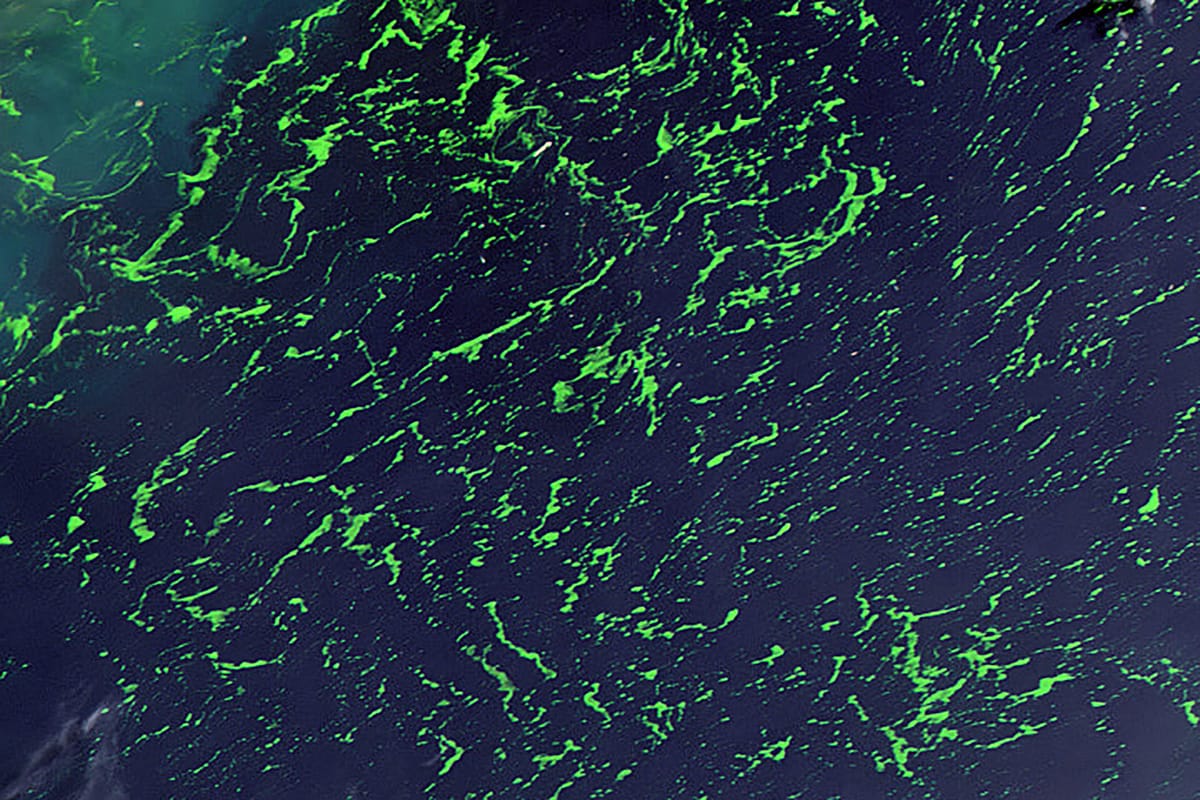 Center for Arts, Design, and Social Research Presents Ancestral Cosmovisions/Territories of Action