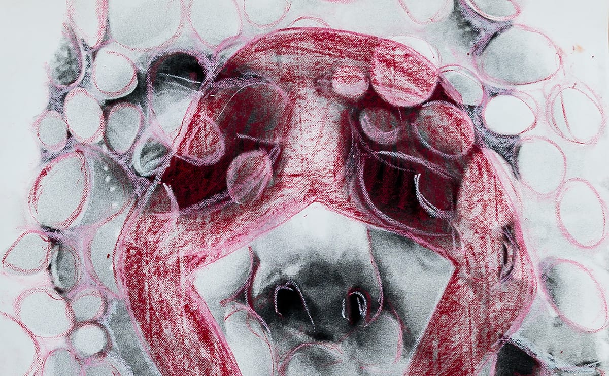 SVA’s Continuing Education Courses Begin January 24