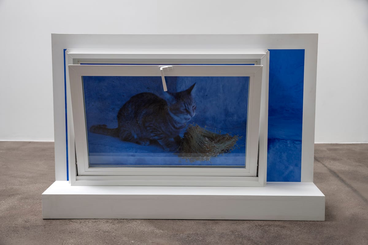 Shirley Tse's Ecology of the Everyday