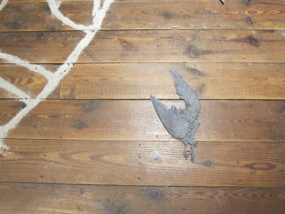 A Difficult but Necessary Exhibition About Roadkill