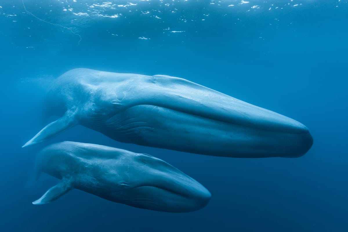 A New Film Captures the Majesty of Blue Whales