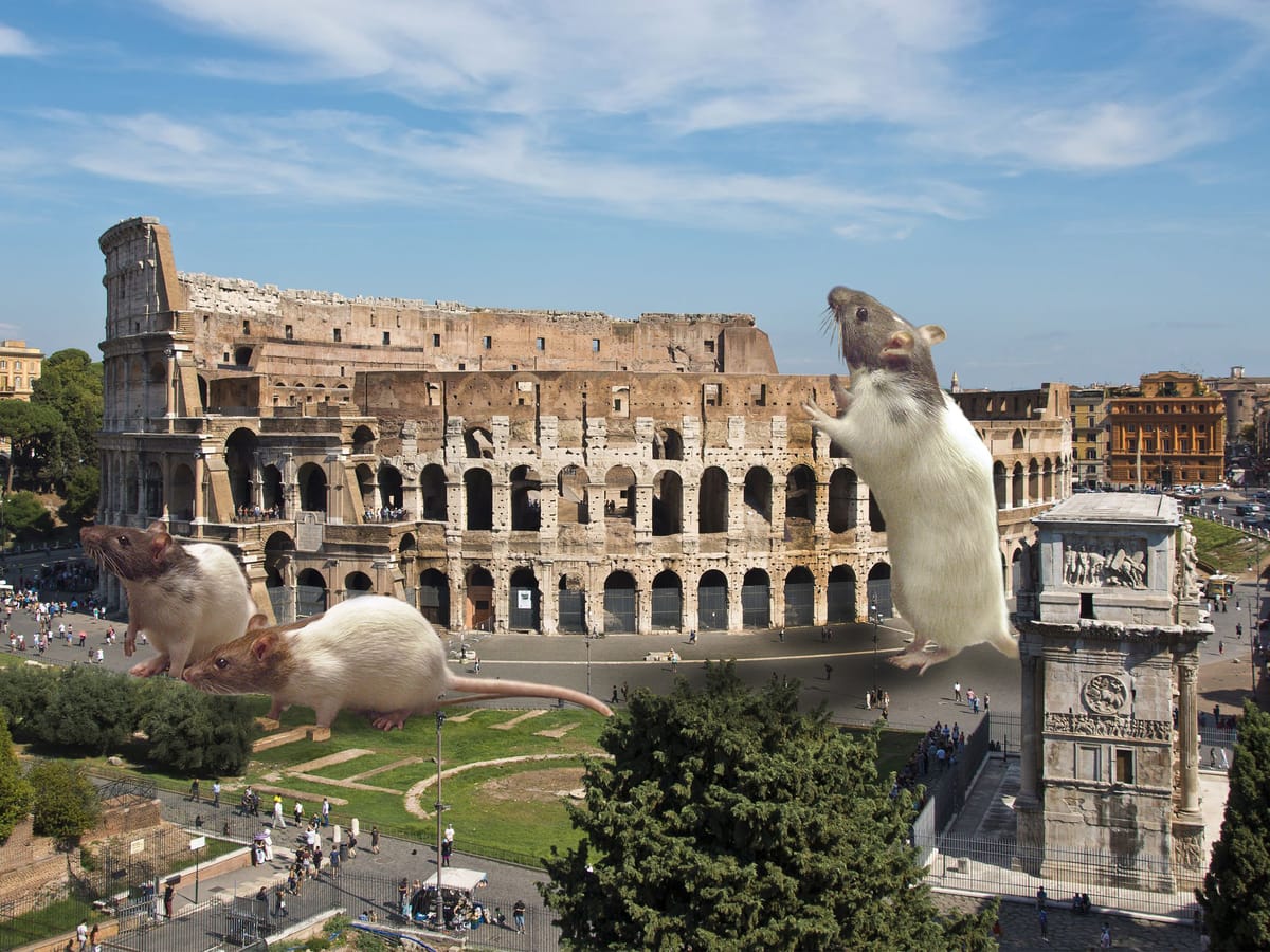 Rat Infestation Plagues Rome’s Colosseum