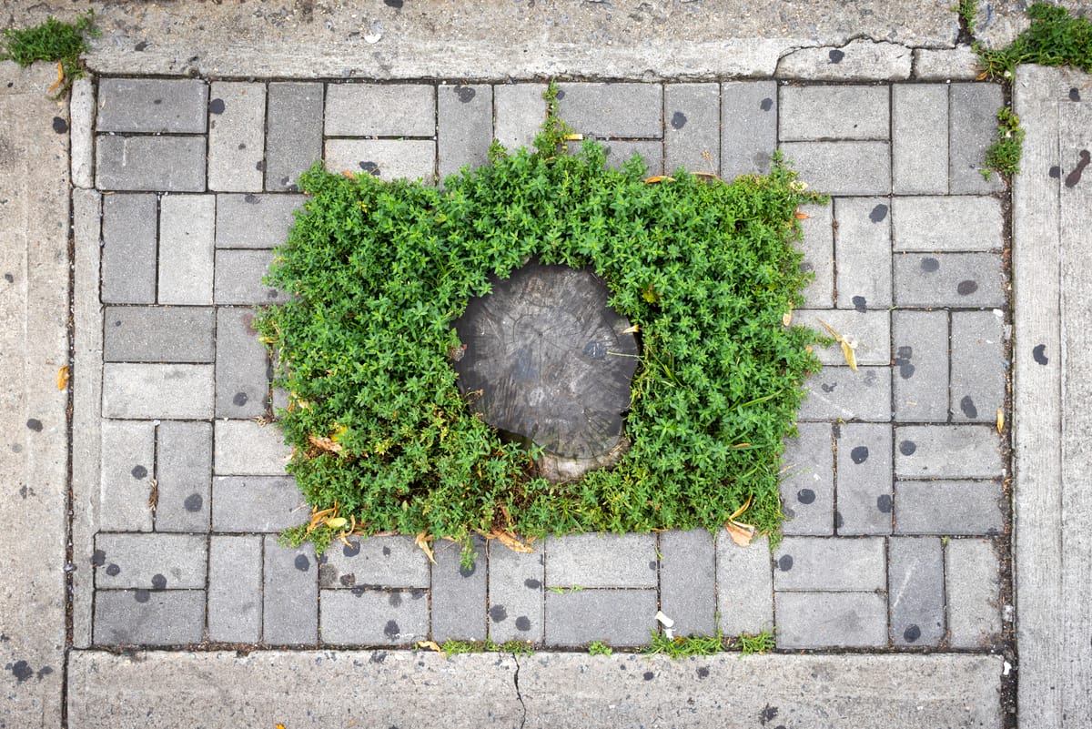 Documenting Ridgewood's Abandoned Tree Beds