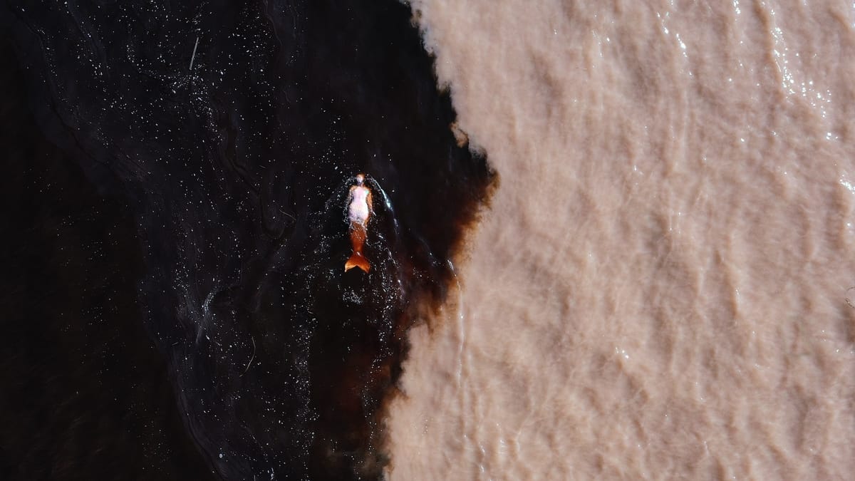 Pink Dolphins Bear Witness to the Amazon’s Destruction