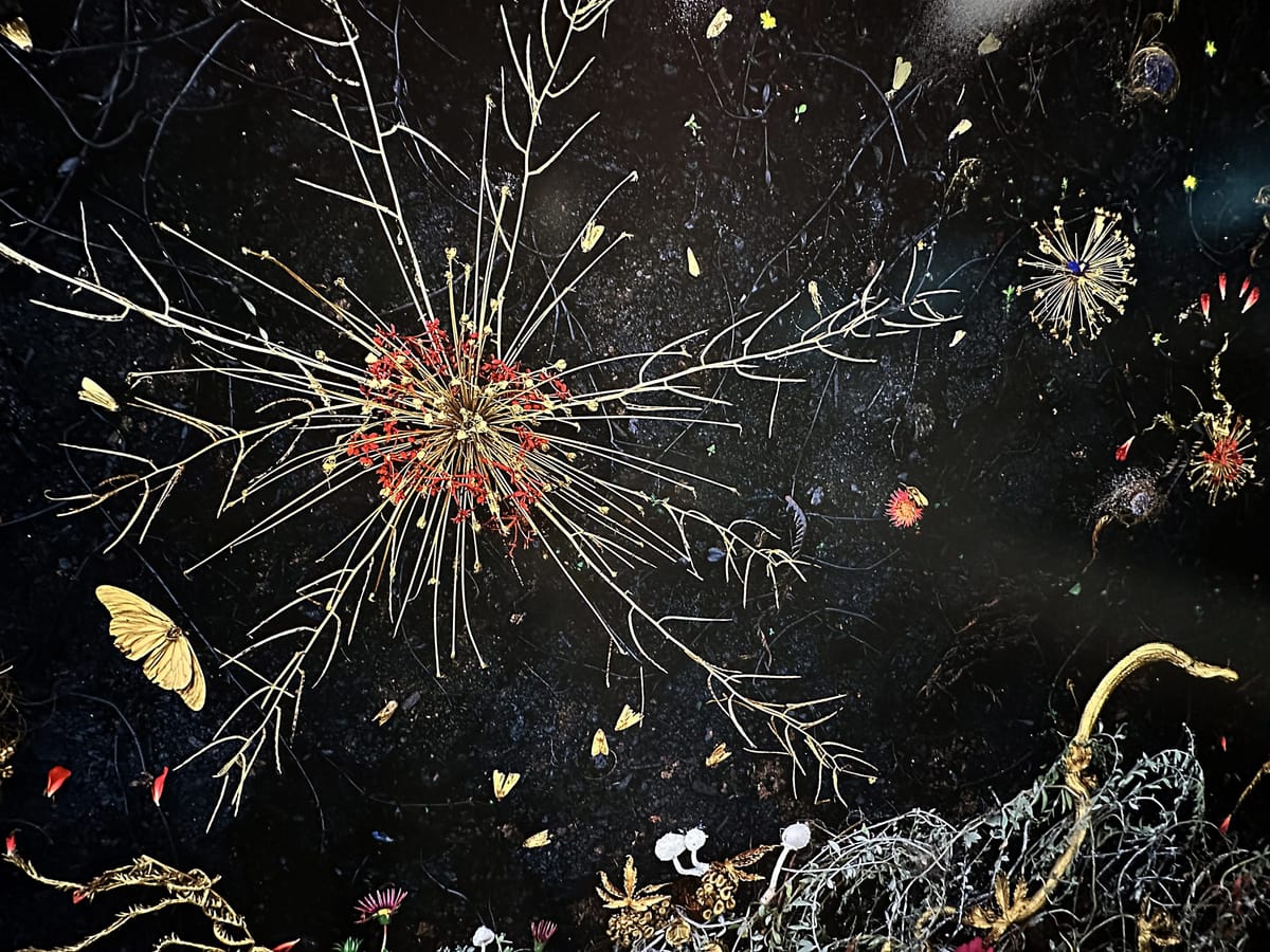 The Agony and Ecstasy of Tanya Marcuse’s Labyrinths