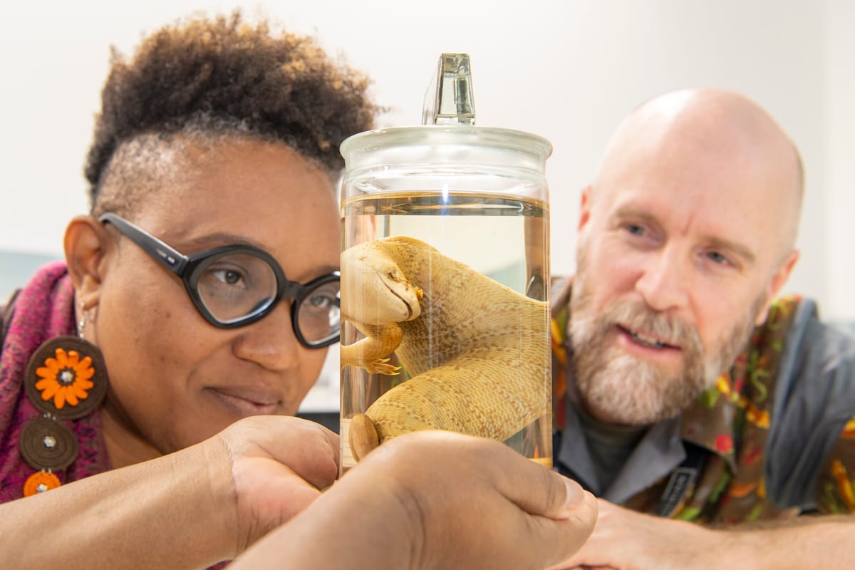 Return of Rare Lizard Specimen to Jamaica Renews Repatriation Debates