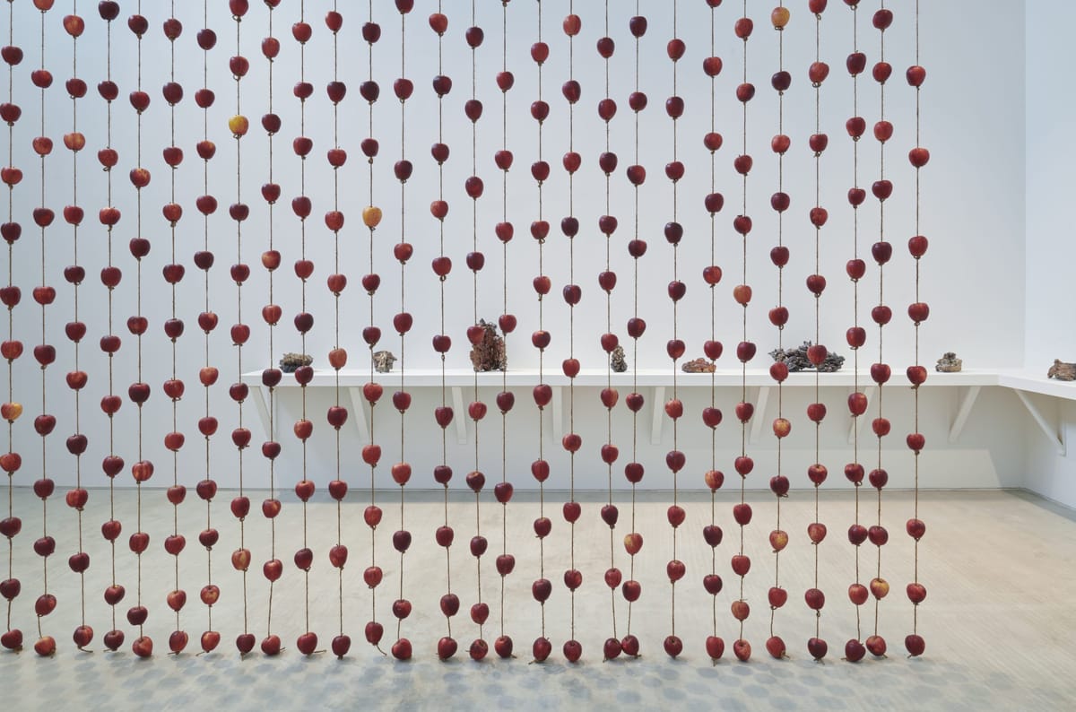 Anya Gallaccio’s Organic Mementos Mori