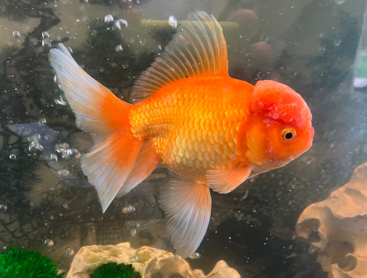 Meet Bai Jo the Fish, Scholar-in-Residence at a Maryland Museum