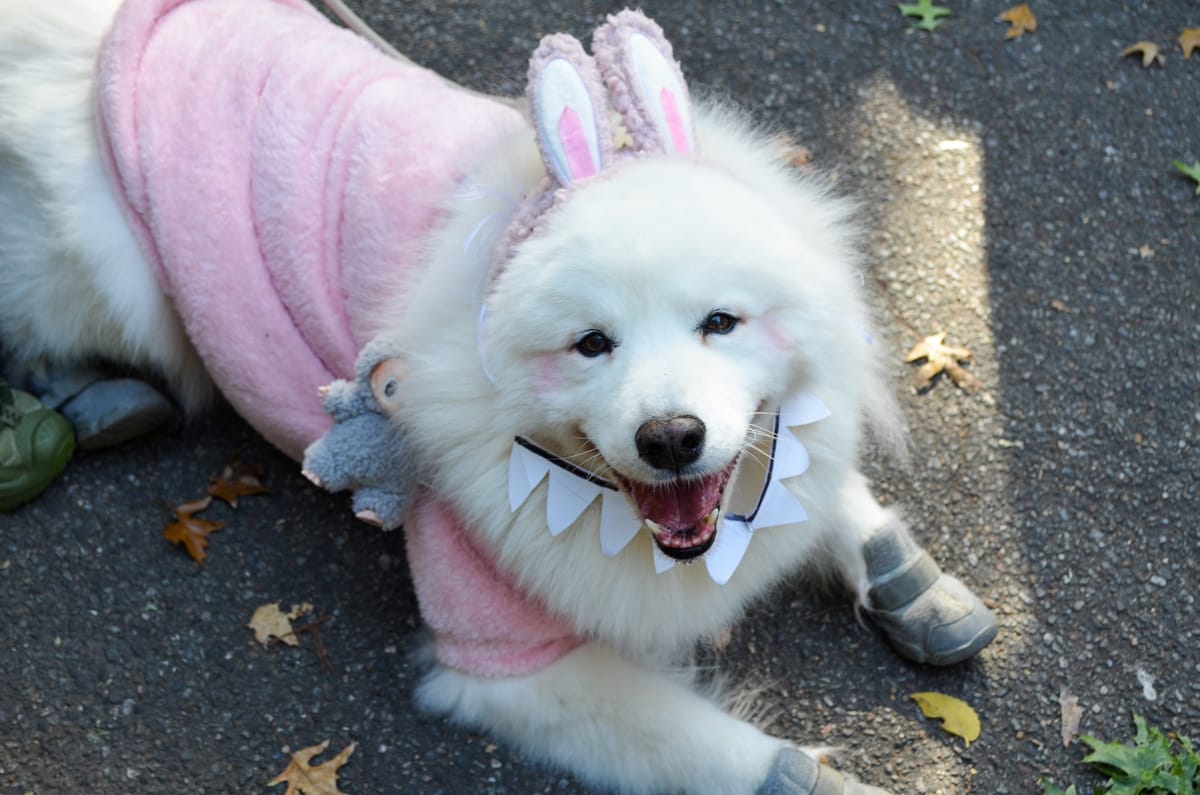 The Goodest Boys of NYC’s Halloween Dog Parade