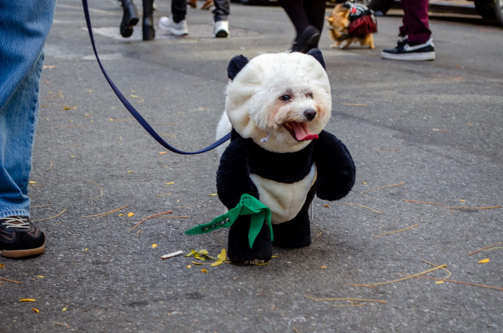 The Goodest Boys of NYC’s Halloween Dog Parade