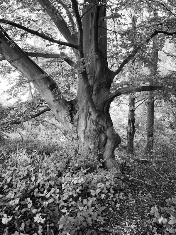 Central Park Architect Frederick Law Olmsted’s Tree Politics