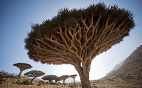 Photos from the Alien Landscape of Socotra