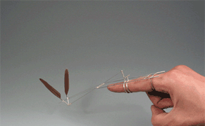 Flapping Wings Perched on Your Finger