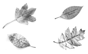 Words Doing as They Want to Do: Image+Text Work by Women