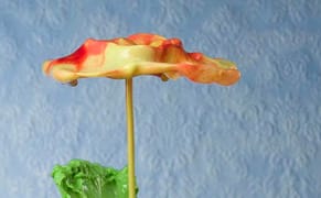 Amazing Splash Photos of Flowers