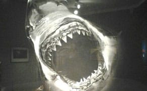 Hunters or Hunted? Reckoning with Sharks