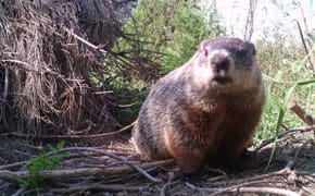 A Museum Takes Art on the Road