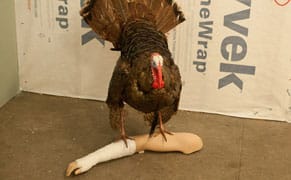 The Financial Crisis and Other Natural Disasters, A Tour in Three Parts