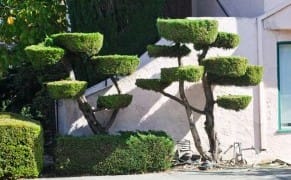 Berkeley's Giant Bonsai Trees