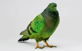 Painted Pigeons: Political Commentary or Pop Street Art?