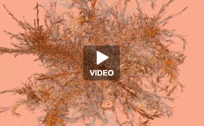 Watch a Facebook Photo Go Viral