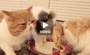 Cats Non-Ironically Eating Turkey