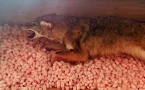 The Bermuda Triangle of Art