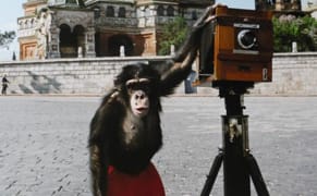Chimpanzee's Polaroids Expected to Fetch Big Money at Auction