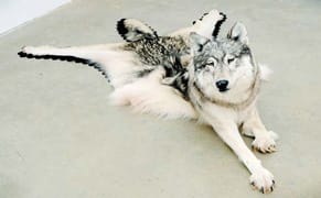 Nicholas Galanin Is Part of a Generation That Is Redefining "Native"