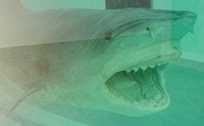 One of World's Biggest Art Collectors Charged With Insider Trading