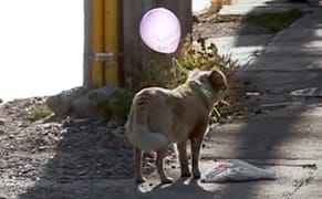 Bringing Attention to Stray Dogs with a Buoyant Urban Intervention