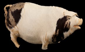 Listen to the Eerie Tune of a Toy Pig That Last Played as the Titanic Sank