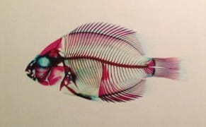 Wasted Wonder: Picturing Science, but Not Explaining It