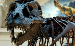 Today Is #MuseumMascot Day!