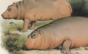 When Art Was the Scientist's Eye: 400 Years of Natural History Illustrations