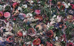 The Surprising Beauty of Dead Leaves and Rotting Fruit