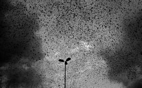Photographer Captures the Murmurations of Starlings, and Other Avian Phenomena