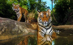 Tigers Forever: Can Nature Photography Inspire Conservation?