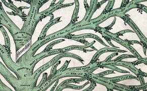 Hundreds of Years of Data Growing on Trees