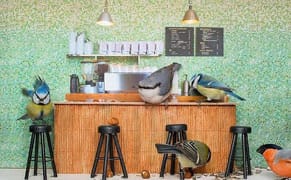 Man in Bear, Birds in Coffee Shop
